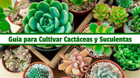 Gu A Practica Para Cultivar Cact Ceas Y Suculentas Pdf