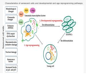 Epigenetic Reprogramming Longevity Wiki