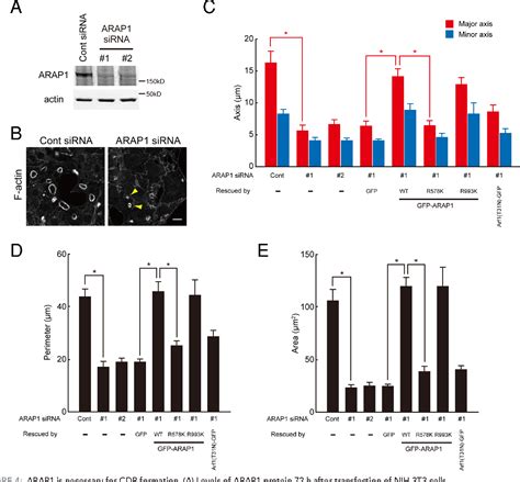 Figure From Arap Regulates The Ring Size Of Circular Dorsal Ruffles