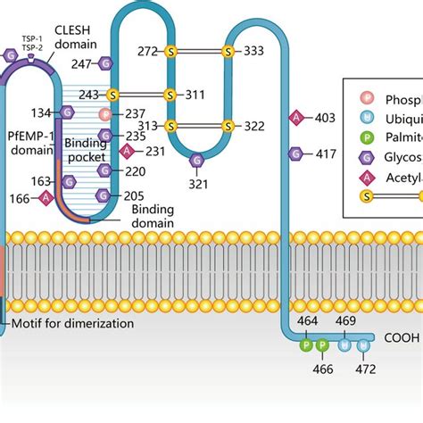 Protein structure of CD36. | Download Scientific Diagram