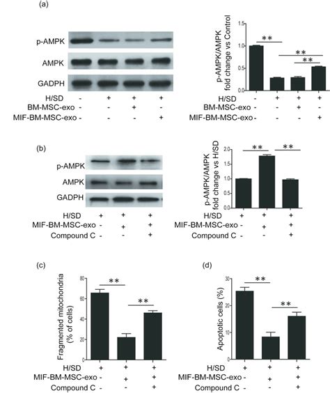 MIF MSC Exo Attenuates H SD Induced Mitochondrial Fragmentation In