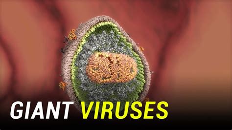 Deadly Giant Viruses With Unknown Genes Are Coming Back To Life Youtube