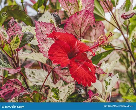 Hojas Rojas Rojas De Flor De Hibisco Tropical Blanco Foto De Archivo