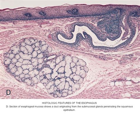 Layers Of Esophagus Histology