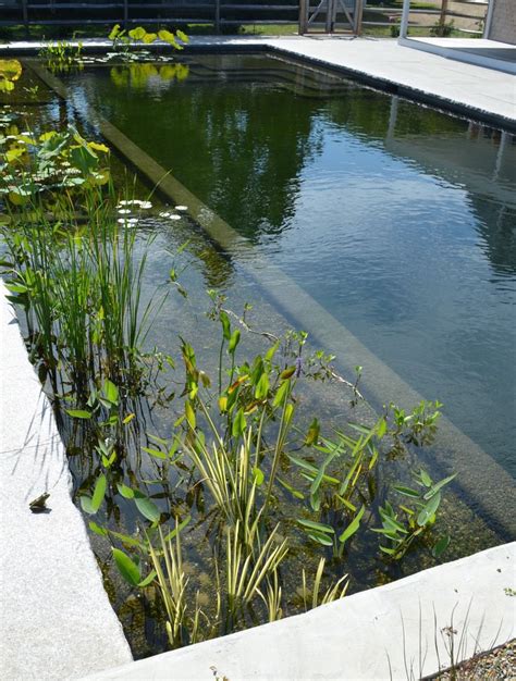 Natural Pool with Plants and Water