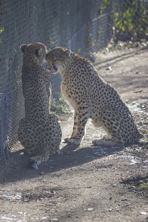 Cheetah Kiss 2 Photograph By Becca Buecher Fine Art America