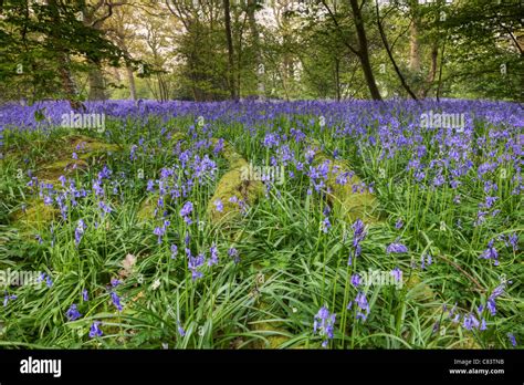 Bluebells Wood Tree Hi Res Stock Photography And Images Alamy