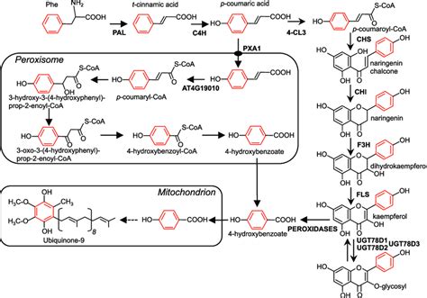 The Flavonoid And B Oxidative Branches Of Hydroxybenzoate