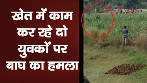 Pilibhit खेत में काम कर रहे दो युवकों पर बाघ का हमलाtiger Attack On Two Youths Working In