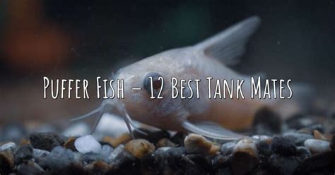 Puffer Fish – 12 Best Tank Mates – Aqua Revolt