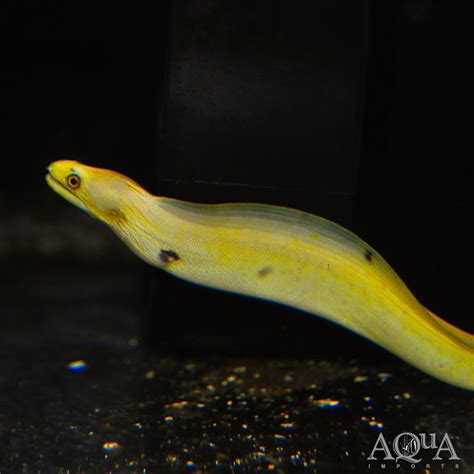 Banana/Golden Moray Eel (Gymnothorax miliaris) - Aqua Imports