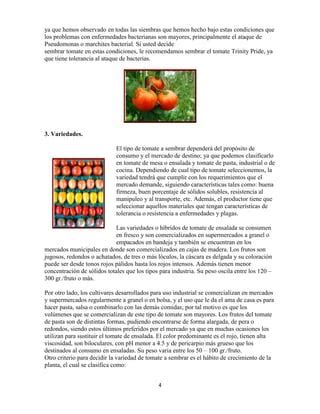 Guia Para Cultivar Tomate Pdf