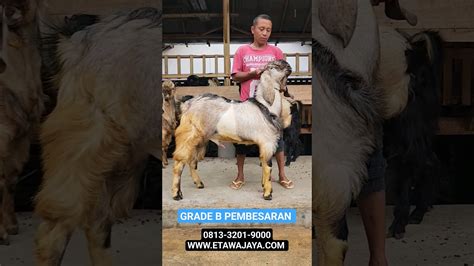 SIAP BERANGKAT KAMBING ETAWA GRADE B JANTAN YANG AKAN DIKIRIM KE