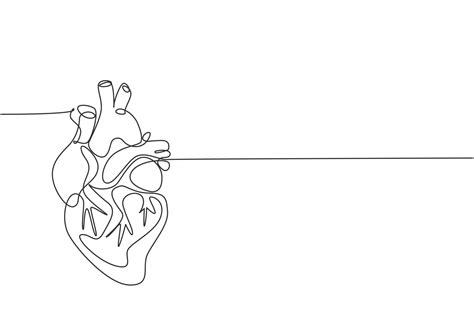 One continuous line drawing of anatomical human heart organ. Medical ...