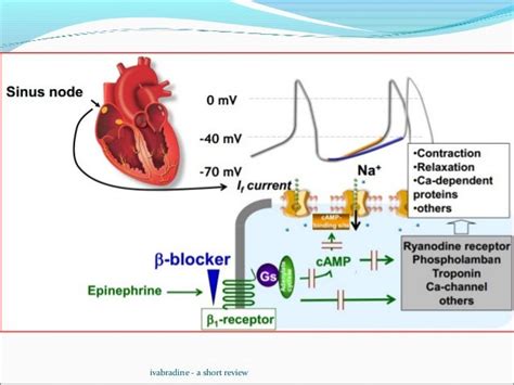 Ivabradine review