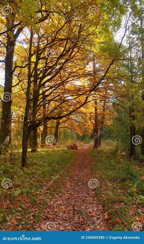 Autumn Landscape In The City Park Beautiful Nature Stock Photo Image