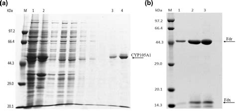 Sdspage Analysis Of Cytosolic Fractions Of The Recombinant E Coli And