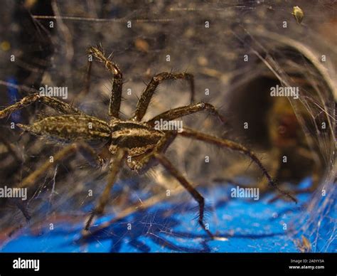 Grass Spider Agelenopsis Spp Approaches The Funnel Web Entrance Of