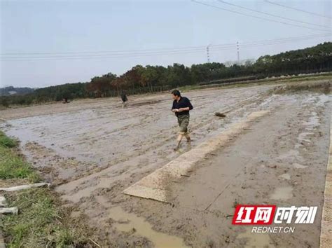 赫山區會龍山街道多措並舉抓實抓好糧食生產 每日頭條