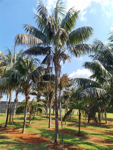 palm tree kentia 7