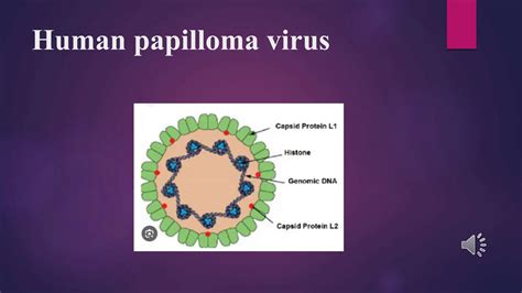 Virology The Human Papilloma Virus Pptx