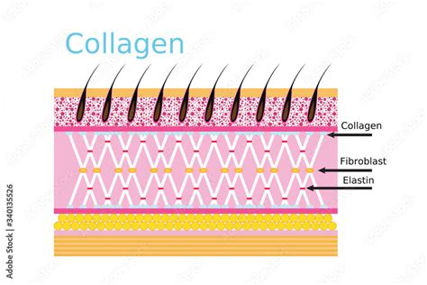 Collagen connective tissue skin diagram Stock Vector | Adobe Stock