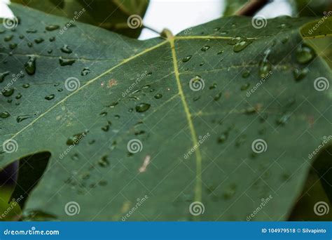 Hoja Verde Con Descensos Del Agua De Lluvia Foto De Archivo Imagen De