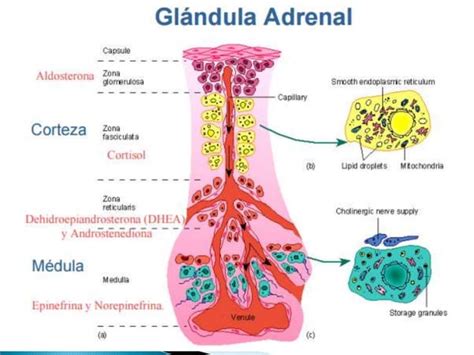 Grandulas Adrenales Ppt