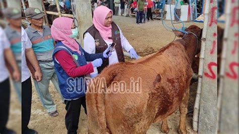 Sidak Pasar Hewan Dimoro Kota Blitar Jelang Idul Adha 2024 Temukan 4