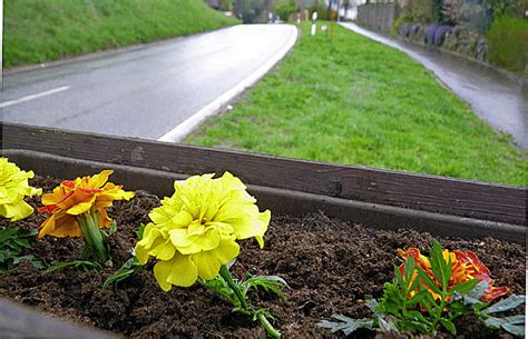 Drei Haselbäume für Hasel Hasel Badische Zeitung