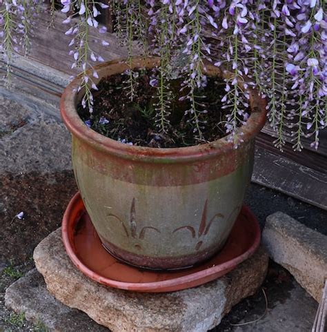 Growing Wisteria Climbers In Pots And Containers