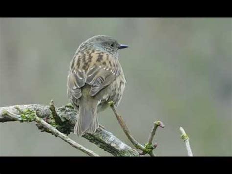 Dunnock Singing Calling Youtube