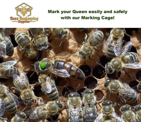 Queen Bee Marking Pens – POSCA Markers – Buzz Beekeeping Supplies