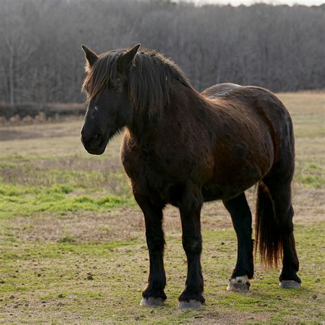 Black Draft Horse