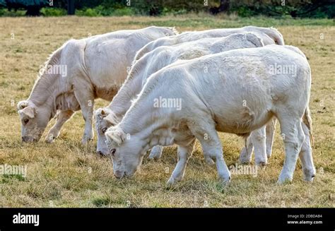 Charolais Cattle Young Bulls On British Farm Stock Photo Alamy