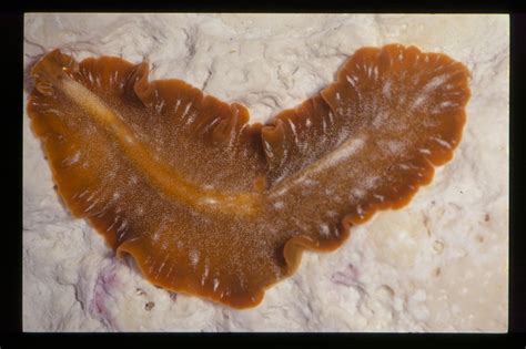 Polyclad Flatworm Great Barrier Reef