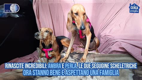 AMBRA E PERLA LE DUE SEGUGINE SCHELETRICHE ORA STANNO BENE E