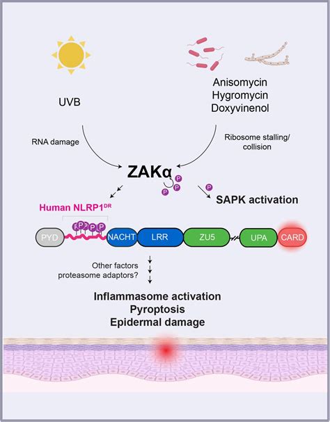 Human Nlrp Is Activated By Zak Driven Ribotoxic Stress Response Biorxiv