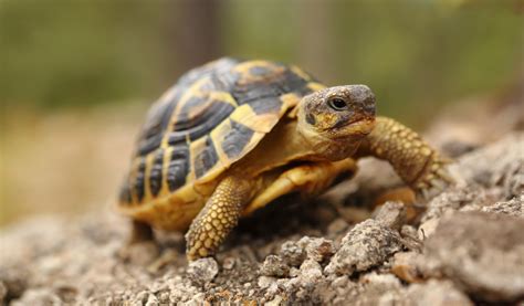 Comment Bien S Occuper D Une Tortue De Terre Jardiland