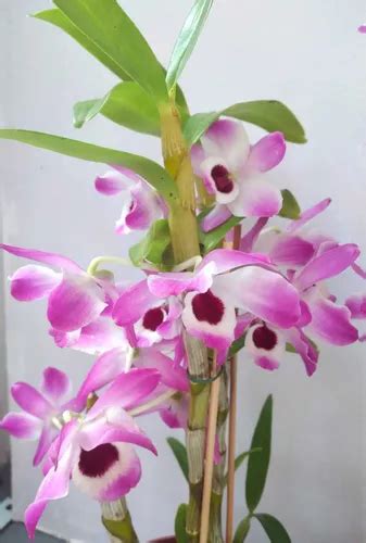 Orqu Dea Dendrobium Nobile Olho De Boneca Adulta