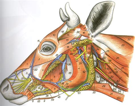 Schaubild Kopf Rind 2 Schicht lateral Gefäße Glandulae Lymphknoten