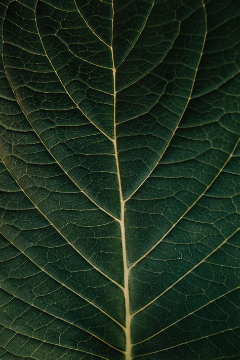 Plant Macro Sheet Leaf Veins Hd Phone Wallpaper Pxfuel