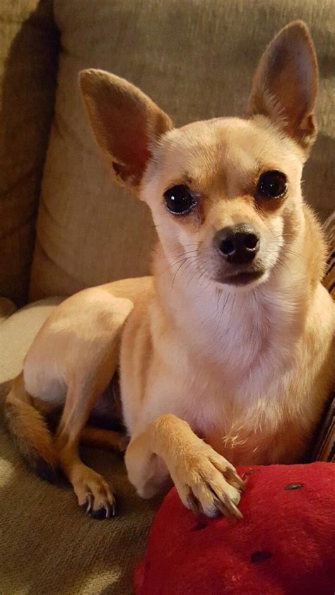 Deer Head Chihuahua Terrier Mix - Pets Lovers