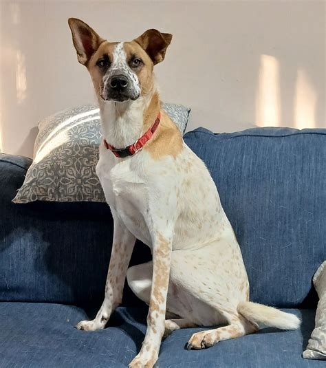 Dogs for Adoption in Topeka, KS | 48 Available | WeRescue
