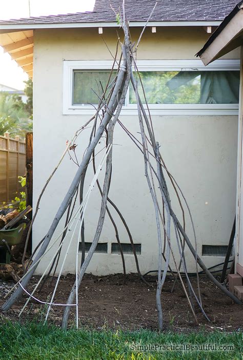 Growing A Green Bean Teepee Our Summer Project Simple Practical