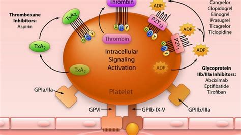 Antiplatelet Vs Anticoagulant Youtube