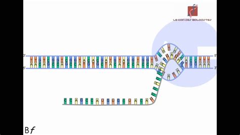 La Transcription De L Adn En Arn Messager Animation Youtube