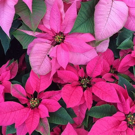 pink poinsettia | Rockledge Gardens