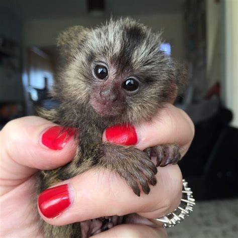 30 Marmoset Info