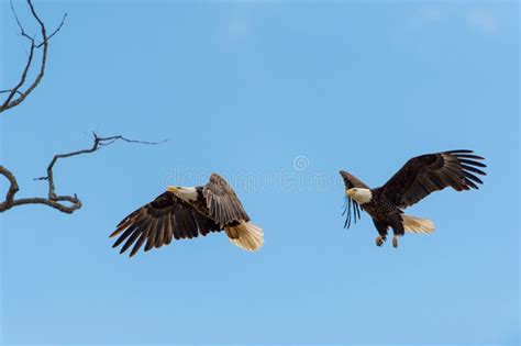 Bald Eagles in flight stock image. Image of nikon, morning - 64004249